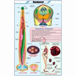 Hookworm Chart